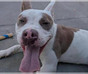 Medium American Pit Bull Terrier Mix