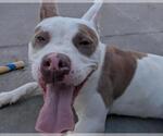 Small Photo #1 American Pit Bull Terrier-Unknown Mix Puppy For Sale in Martinez, CA, USA