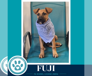 Fuji (Apple Bobbers) 102426 - Male Mutt Dog for Adoption - Photo #3