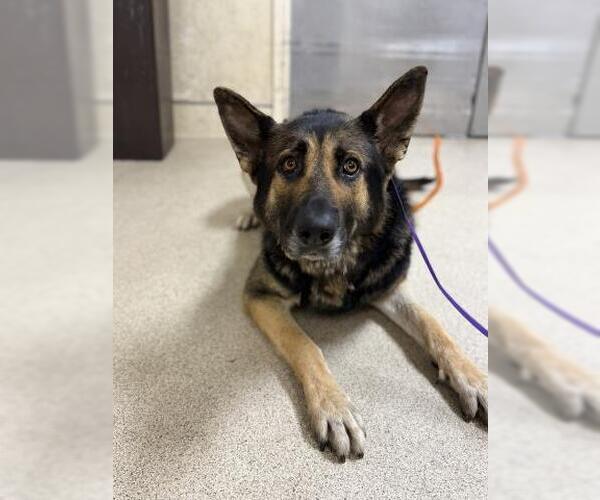 Medium Photo #1 German Shepherd Dog-Unknown Mix Puppy For Sale in Riverside, CA, USA