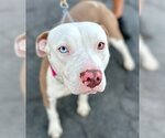 Small #2 American Staffordshire Terrier Mix