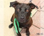 Small #2 Labrador Retriever-Retriever  Mix