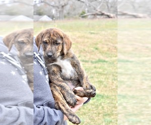 Borador-Great Pyrenees Mix Puppy for sale in ROCKFIELD, KY, USA