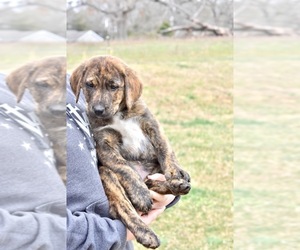 Medium Borador-Great Pyrenees Mix