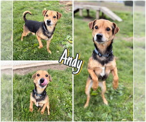 Mutt Dogs for adoption in Pierceton , IN, USA