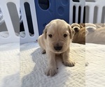 Puppy Gray Scout Golden Retriever