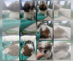 Small #2 Shorkie Tzu