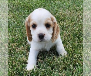 Cocker Spaniel-English Springer Spaniel Mix Puppy for sale in BAYLISS, CA, USA
