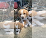 Small #7 Beagle