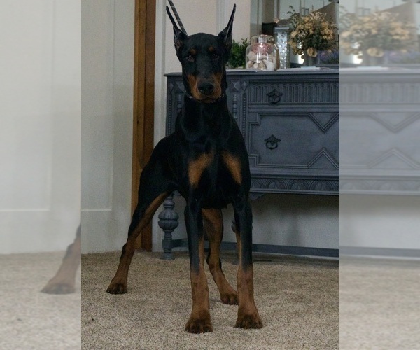 Medium Photo #1 Doberman Pinscher Puppy For Sale in WARSAW, IN, USA