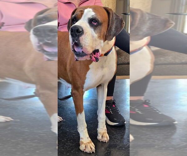 Medium Photo #6 Boxer Puppy For Sale in Austin, TX, USA