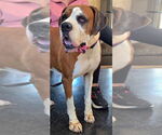 Small #5 Boxer