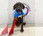 Small #3 Labrador Retriever-Plott Hound Mix