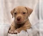 Small #1 Labrador Retriever Mix