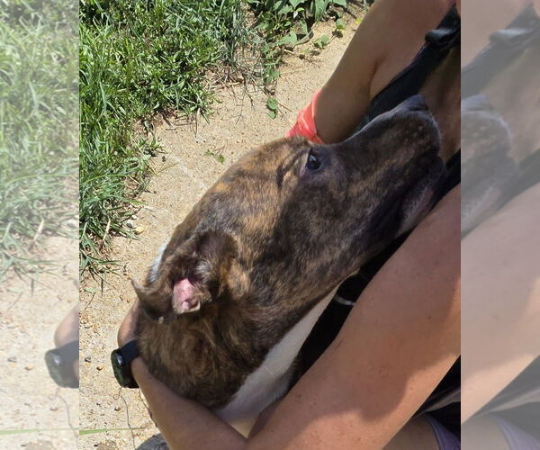 Medium Photo #4 Mutt Puppy For Sale in Jackson, MS, USA