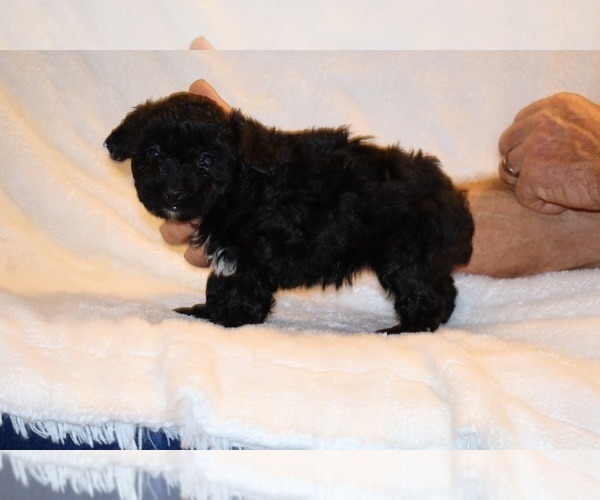 Medium Photo #20 Poodle (Toy) Puppy For Sale in DYERSBURG, TN, USA