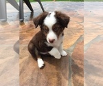 Small Photo #1 Miniature Australian Shepherd Puppy For Sale in RICHMOND, TX, USA