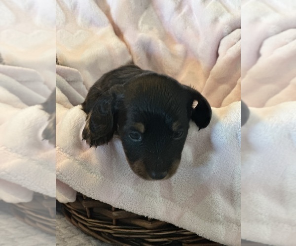Medium Photo #2 Dachshund Puppy For Sale in MURFREESBORO, TN, USA
