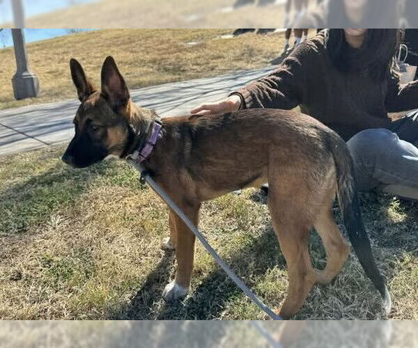 Medium Photo #9 Mutt Puppy For Sale in Imlay City, MI, USA