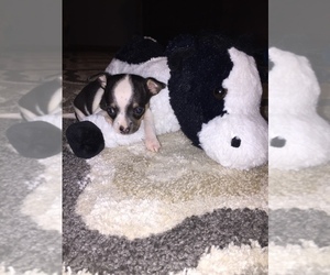 Chihuahua Puppy for sale in BRANCHLAND, WV, USA
