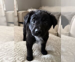 Labrador Retriever-Unknown Mix Dogs for adoption in Fenton, MO, USA