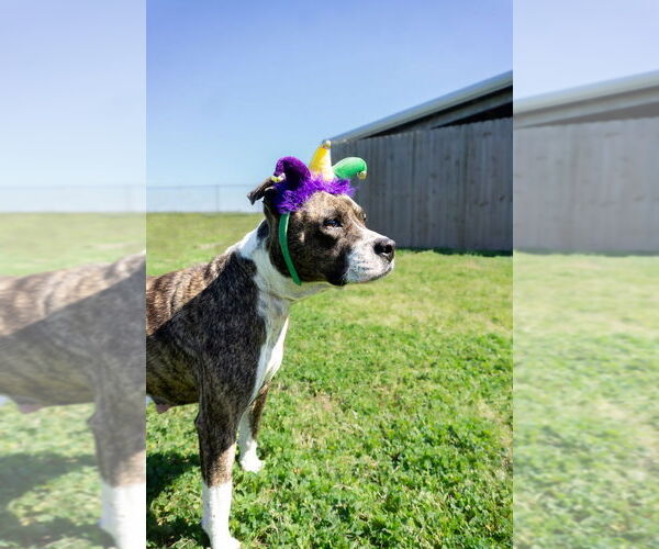Medium Photo #3 Mutt Puppy For Sale in Abbeville, LA, USA