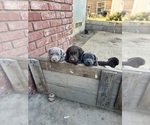 Small #2 Labrador Retriever