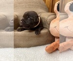 Small #2 Labrador Retriever