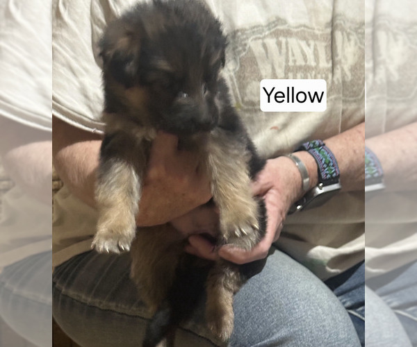 Medium Photo #2 German Shepherd Dog Puppy For Sale in LA FAYETTE, NY, USA