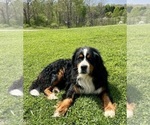 Small Photo #1 Bernese Mountain Dog Puppy For Sale in MCCONNELSVILLE, OH, USA