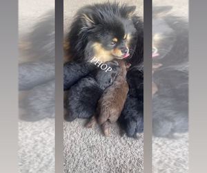 Mother of the Pomeranian puppies born on 02/04/2026