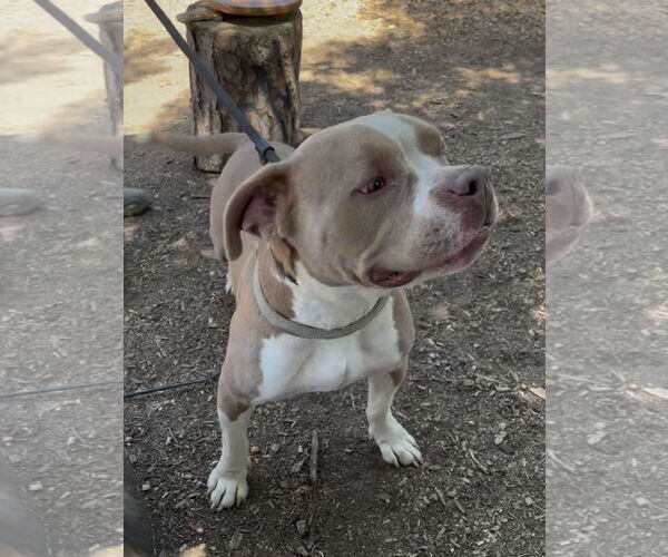 Medium Photo #4 Staffordshire Bull Terrier Puppy For Sale in Woodland Hills, CA, USA