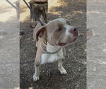 Small #3 Staffordshire Bull Terrier