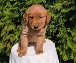 Small Photo #39 Golden Retriever Puppy For Sale in GOSHEN, IN, USA