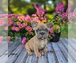 Small French Bulldog