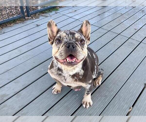 Medium Photo #1 French Bulldog Puppy For Sale in Orange, CA, USA