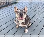 Small French Bulldog