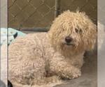 Small Poochon