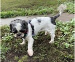 Small Photo #12 Shih Tzu Puppy For Sale in St. Louis Park, MN, USA