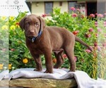 Small Photo #1 Labrador Retriever Puppy For Sale in LEBANON, PA, USA