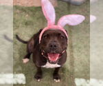 Small #7 Bullboxer Pit