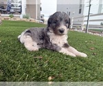 Puppy Persephone Bernedoodle