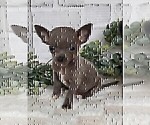 Small #22 Chihuahua