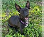 Small #1 Dachshund Mix