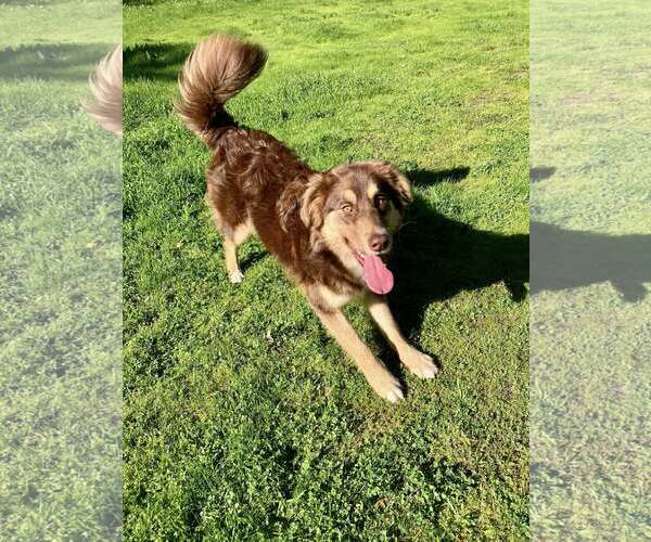 Medium Photo #1 Australian Shepherd-Unknown Mix Puppy For Sale in Paso Robles, CA, USA