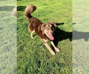 Australian Shepherd-Unknown Mix Dogs for adoption in Paso Robles, CA, USA