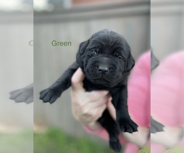 Medium Photo #1 Labrador Retriever Puppy For Sale in GILBERT, SC, USA