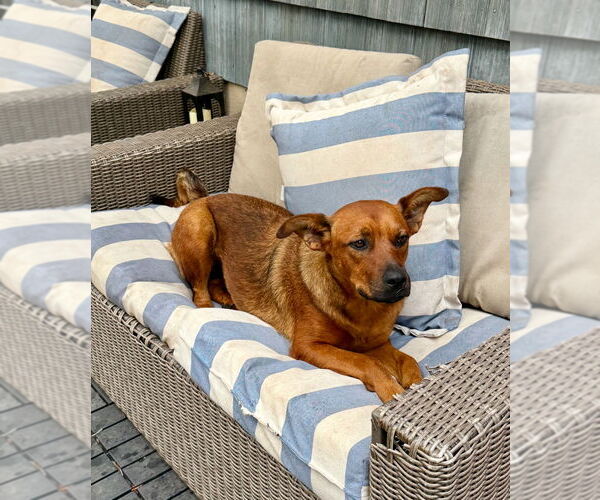 Medium Photo #11 Boxer-Unknown Mix Puppy For Sale in Dana Point, CA, USA