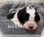 Puppy 7 Saint Berdoodle