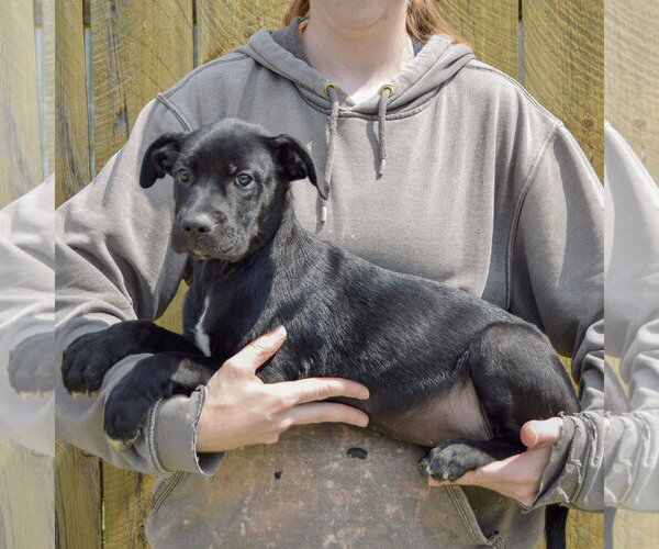 Medium Photo #2 Boxer-Unknown Mix Puppy For Sale in Huntley, IL, USA